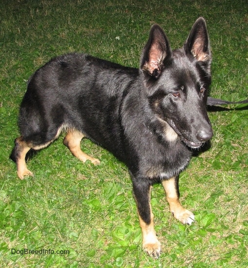A black with tan shepherd standing outside in the grass facing to the right while on a black leash with his mouth slightly parted