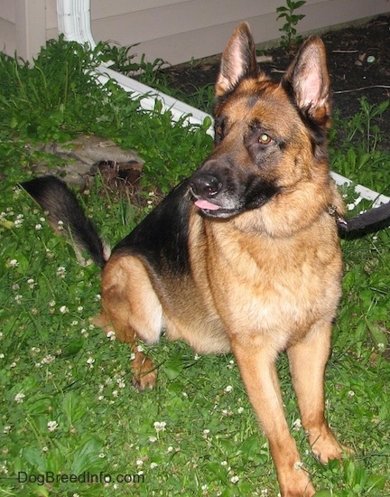 German Shepherd Dog Breed Pictures, 8