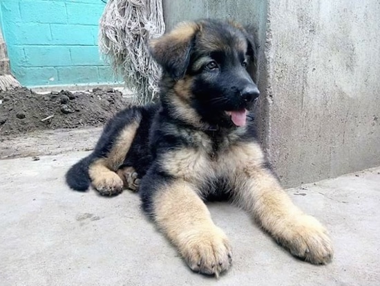 A fluffy black with tan German Shepherd puppy laying down against a concrete wall