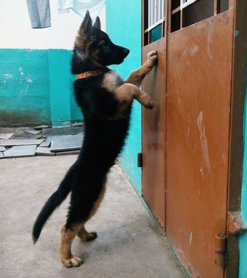 A black with tan German Shepherd puppy is jumped up at a painted brown metal door peering over the top.