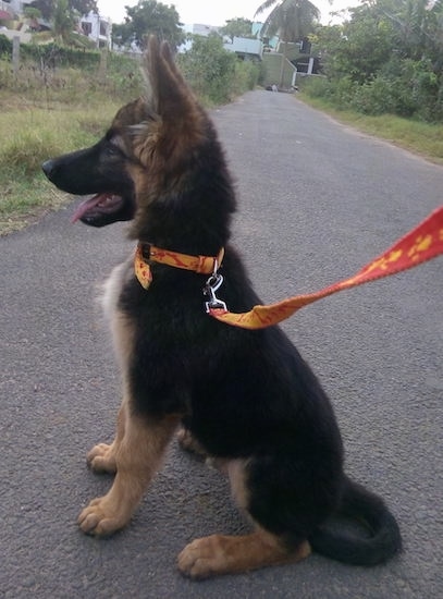 A black with tan German Shepherd puppy on an orange and yellow leash sitting down in the road