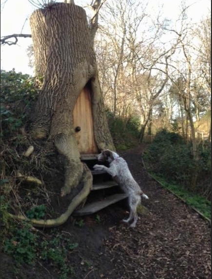 Side view -  A large breed, wiry, brown and white dog jumped up at a tree that has wooden steps leading up to a hollow area that a door is built into making a tree fort in the side of a hill.
