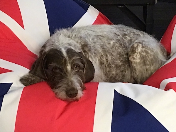 A large breed, wiry, brown and white dog laying down on top of a British flag.
