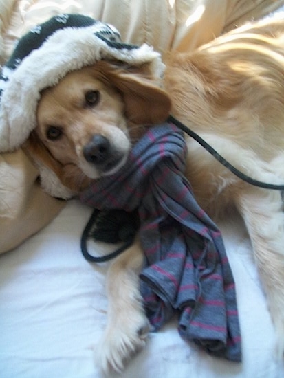 A tan Golden Cocker Retriever is laying on a human's bed. It is wearing a blue and purple striped scarf and a green and white hat