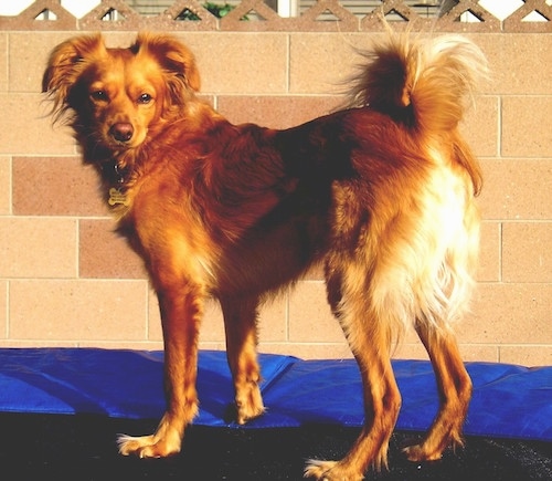 A Golden Cocker Retriever is standing outside on top of a trampoline in front of a tan brick wall looking back
