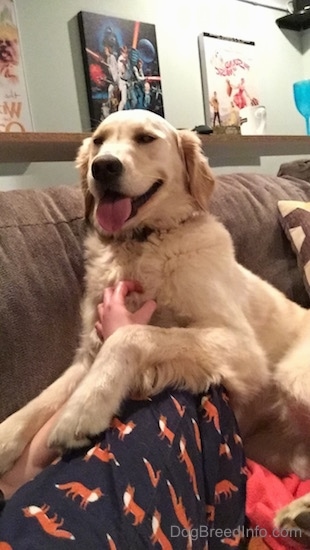 Golden Retriever up on a couch getting her belly scratched by a human with a Star Wars picture behind her hanging on the wall