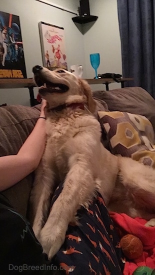 Golden Retriever up on a couch getting her ear scratched by a human with a Star Wars picture behind her hanging on the wall