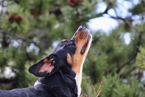 Side view head shot - a large headed, large-breed tricolor dog stretching its head up towards the sky outside with trees behind it.