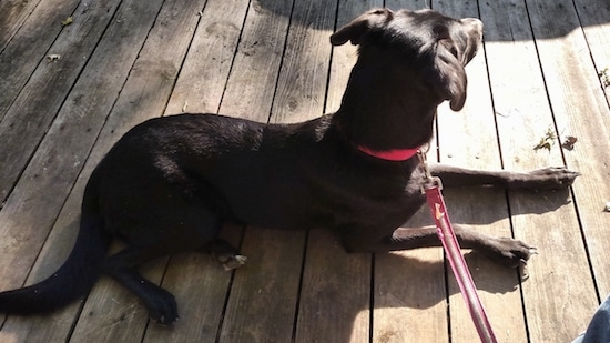 A black with white Greyador dog is laying down on a wooden deck looking away