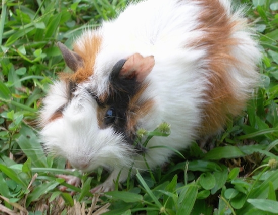 Close up - A fluffy white and tan with black guinea pig is standing in grass looking to the left.