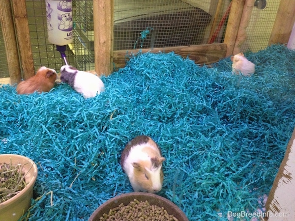 Four guinea pigs inside of a wooden cage with teal-blue grass as bedding, large bowls of pellets and timothy hay and a water bottle hanging on the side.