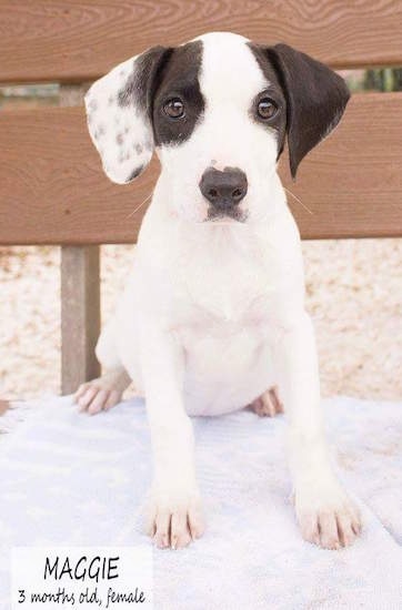 A white and black Hound mix puppy is sitting on top of a white towel on a wooden bench. The words - Maggie 3 months old, female - are overlayed.