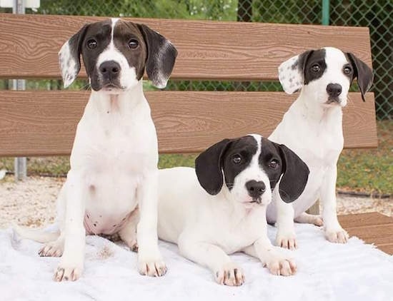 Three white and black Hound mix puppies are laying on a bench on top of a white towel. The two pups on the end are sitting and the pup in the middle is laying down. They are all facing forward.