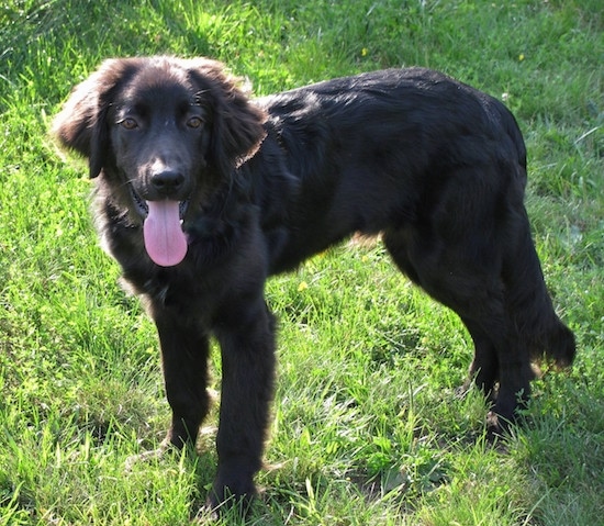Side view - a furry, happy looking black dog standing in grass with its tail relaxed and hanging down next to him almost touching the ground. The dogs long tail is hanging out.