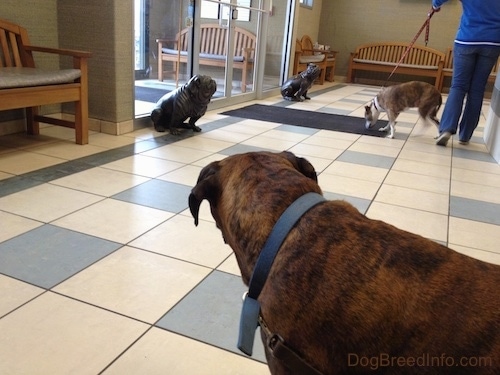 The left side of a brown brindle with white Boxer that is looking back at people and dogs in a waiting room