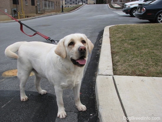 The front right side of a white English Labrador Retriever that is standing in a street, it is looking forward and it is panting.