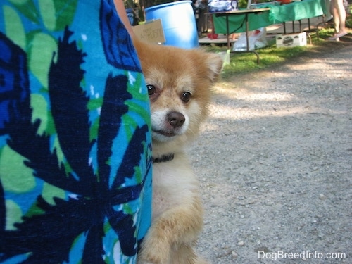 A tan with white Pomeranian is standing behind and standing up against a persons leg