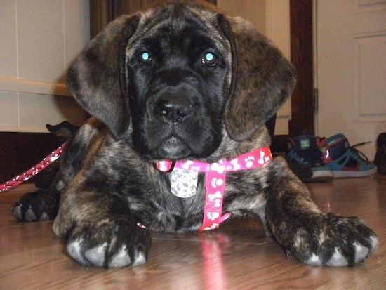 A thick bodied black brown bridle puppy with large paws laying down on a hardwood floor