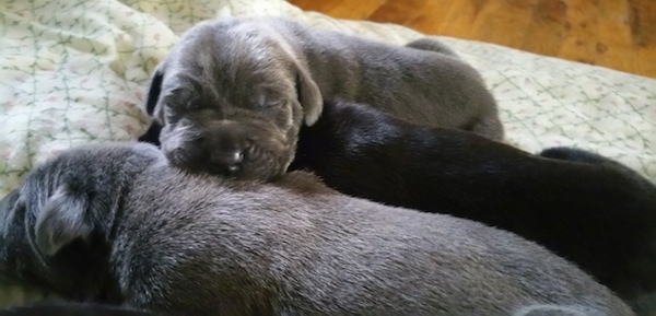 A newborn gray-blue puppy laying on top of a black and a gray littermate. Its eyes are still closed.