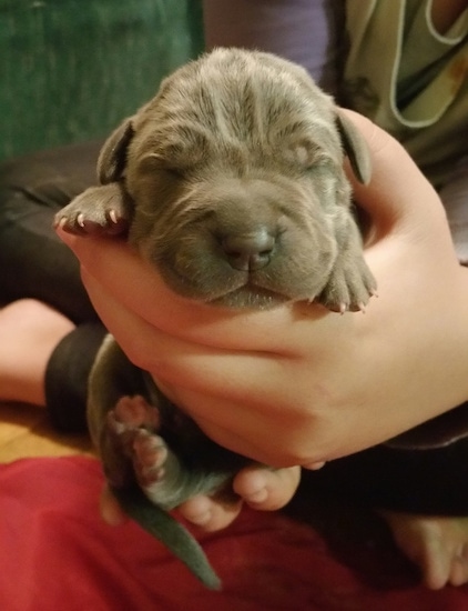 Front view - A newborn, large breed, large headed, wrinkly, gray-blue colored mastiff puppy being held in the hands of a person.