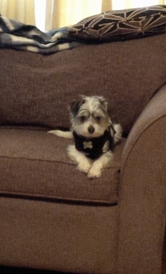 A grey with white Jack-A-Poo puppy is wearing a black vest laying on a brown couch looking forward with its paws over the edge.