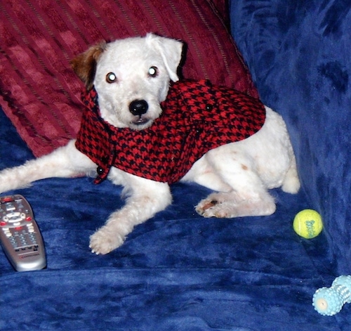 A white with brown Jackapoo is wearing a red and black sweater and is laying on a couch. There is a comcast remote in front of it and a tennis ball behind it.