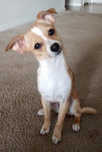 jack russell terrier chihuahua mix