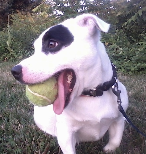 Close Up - A white with black Jack Russell Terrier wearing a black collar outside in the grass with a tennis ball in his mouth looking to the far left