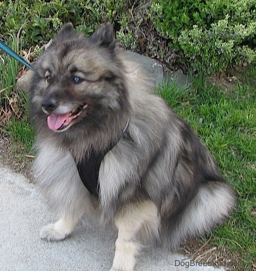 Front side view - A fluffy gray and black dog sitting in the grass with its front paws on a sidewalk with its ears pinned back slightly and its tongue showing. It is wearing a black harness.