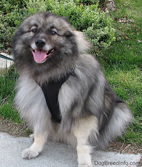 Front view - A happy looking, fluffy gray and black dog sitting in the grass with its front paws on a sidewalk with its tongue showing. It is wearing a black harness. Its ears are pinned back.