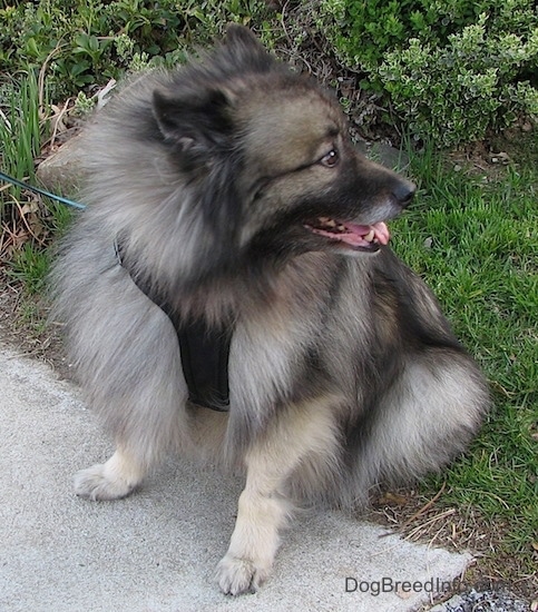 Front side view - A fluffy gray and black dog sitting in the grass with its front paws on a sidewalk with its tongue showing looking to the right.