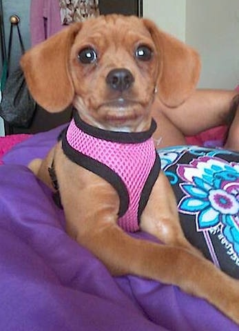 A small tan dog wearing a pink harness with drop ears and wide brown eyees laying on a purple blanket on top of someone's belly on a bed.