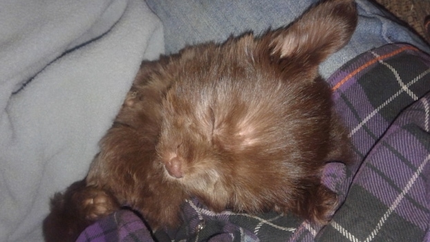 A little chocolate colored puppy with big ears sleeping on top of a person's lap who is wearing blue jeans and a purple plaid shirt.