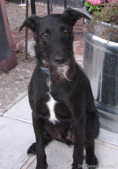 Front View - A rose-eared, shorthaired black with a tuft of white dog with a longer wiry black, gray and white beard of hair on its chin sitting on a sidewalk in front of a large silver planter.