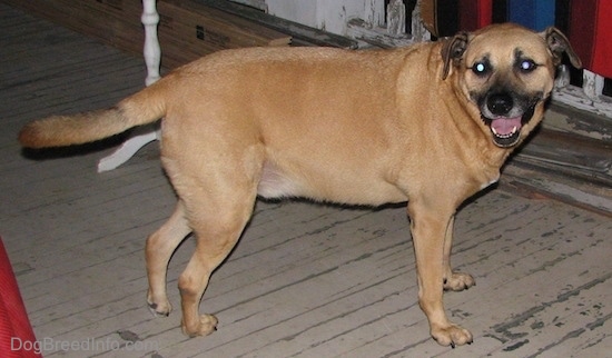 A large overweight brown dog with a black muzzle standing on a wooden porch deck smiling at the camera