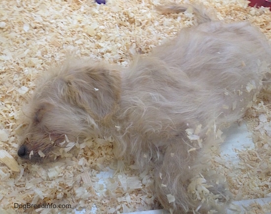 A fuzzy tan puppy sleeping on its side in wood chips with wood stuck to its belly and face.