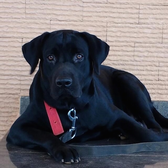 A black Labrador Retriever is laying on a metal surface outside and looking forward