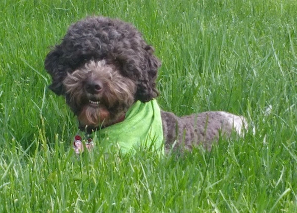 A curly-coated brown and white Lagotto Romagnolo is laying in tall grass and it is wearing a green bandana. Its mouth is slightly open