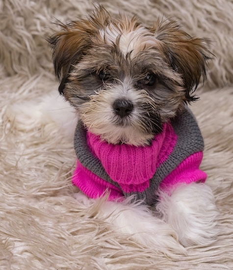 Front view - a tan with white and black Lhatese is laying on a fuzzy rug and looking forward. It is wearing a hot pink and grey sweater.