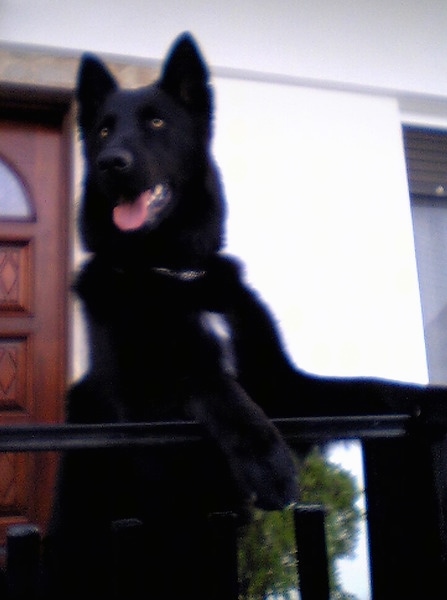 Front view - A perk-eared, black dog with white on his chest, golden eyes jumped up at a black railing in front of a house.