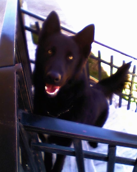 Front view from the top looking down - A perk-eared, black Shepherd with golden eyes sitting in front of a black railing on the deck of a house with is pink tongue showing