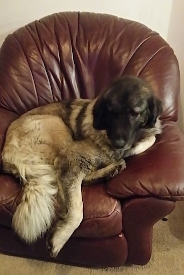 A very large black, gray and white Sarplaninac dog is laying down on a brown leather recliner chair and the dog takes up the entire chair.