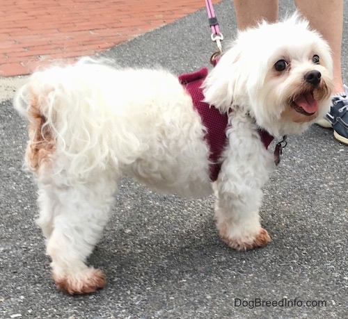 A little fluffy white dog wearing a maroon harness and a pink leash standing outside on blacktop next to a brick walkway.