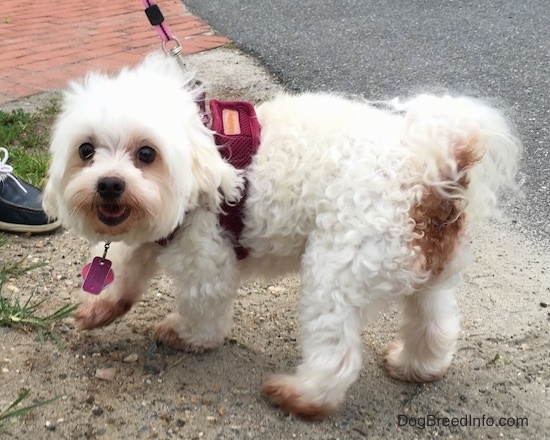 A little fluffy white dog wearing a maroon harness and a pink leash standing outside on blacktop next to a brick walkway with her front paw in the air.