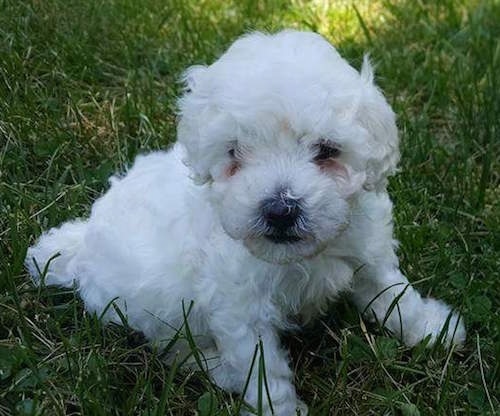 A little white fluffy puppy sitting down in the green grass