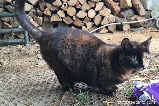 Cleo the medium-haired calico domestic cat is squatted forward with a stack of chopped logs in the background