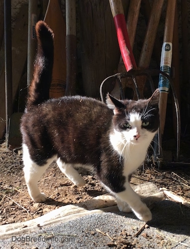 Oreo the miniature black and white cat standing outside with a pitchfork, ho and shovels behind her