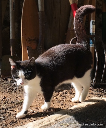 Oreo the miniature black and white cat standing outside with a pitchfork, ho, shovels and a wooden boat ore leaning against the stone barn wall behind her