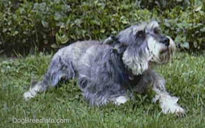 Side view - a gray, wiry looking medium-sized dog with cropped ears laying in grass looking to the right.