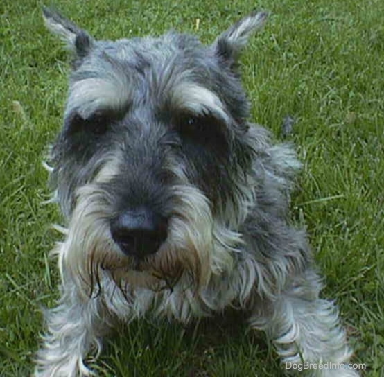 Front view - a gray wiry looking medium-sized dog with cropped ears laying in grass looking at the camera.